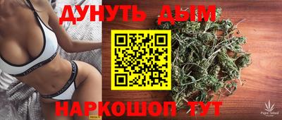 сатива Новозыбков